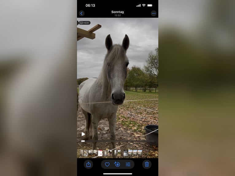 Orlov Mare 13 years 16 hh Grey in Laudenbach