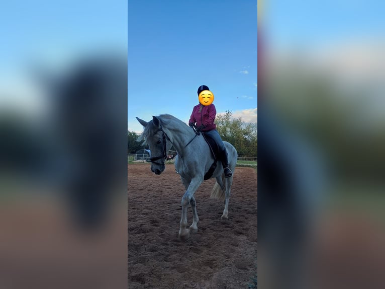Orlov Mare 13 years 16,2 hh Grey in Laudenbach
