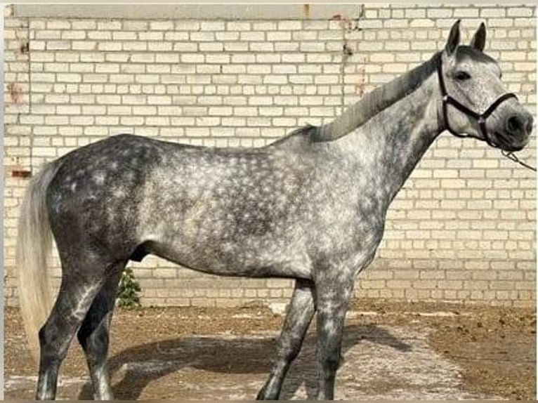Orlov Mare 16 years 15,2 hh Grey in London