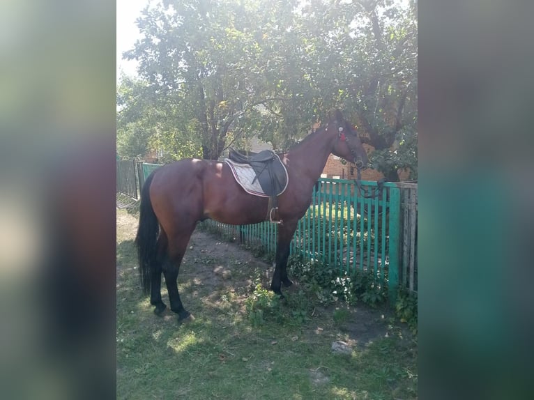 Orlov Stallion 3 years 16 hh Chestnut in Lvov