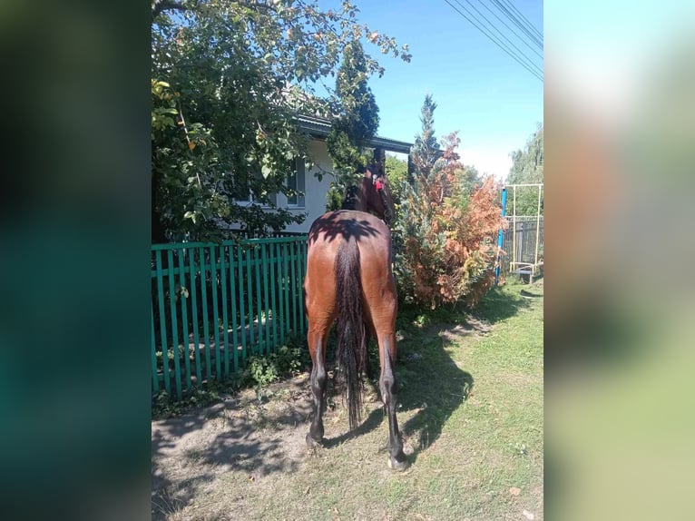 Orlov Stallone 3 Anni 164 cm Sauro scuro in Lvov