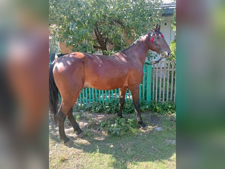 Orlov Stallone 3 Anni 164 cm Sauro scuro in Lvov