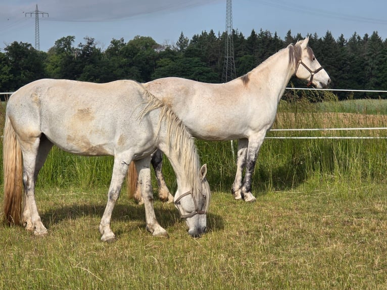 Orlovdraver Merrie 6 Jaar Schimmel in Bensheim