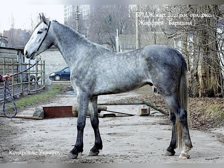 Orlovdraver Ruin 4 Jaar 163 cm Schimmel in Poltava region, Dibrivka