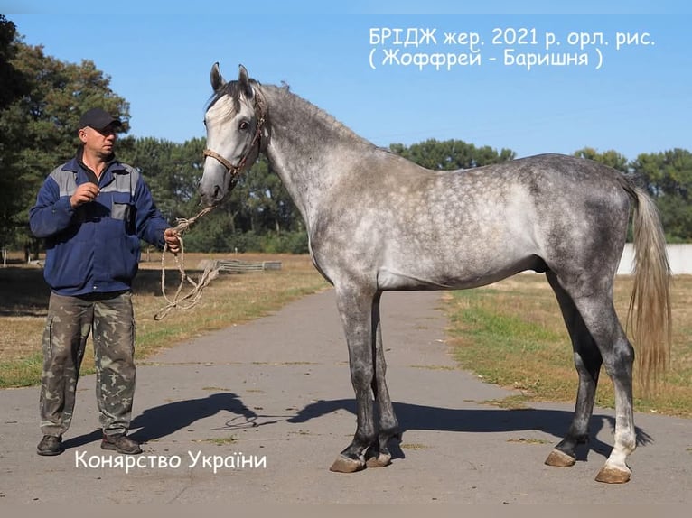 Orlovdraver Ruin 4 Jaar 163 cm Schimmel in Poltava region, Dibrivka