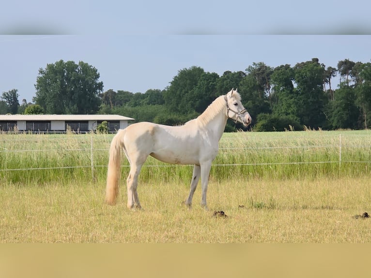 Orlow Stute 6 Jahre Schimmel in Bensheim