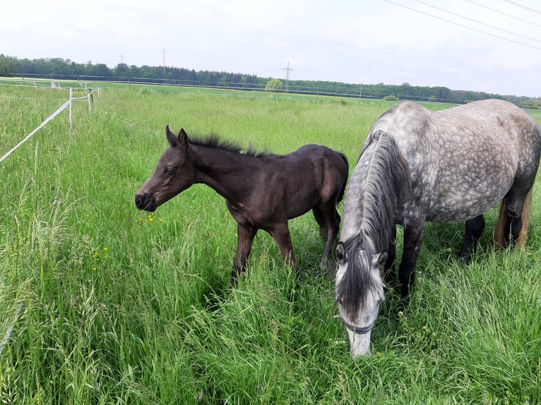 Orlow Stute 6 Jahre Schimmel in Bensheim