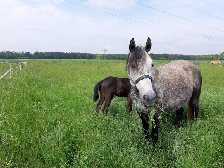 Orlow Stute 6 Jahre Schimmel in Bensheim