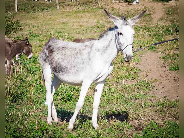 Osioł Klacz 10 lat 145 cm Jasnogniada in Sancraiu de Mureș