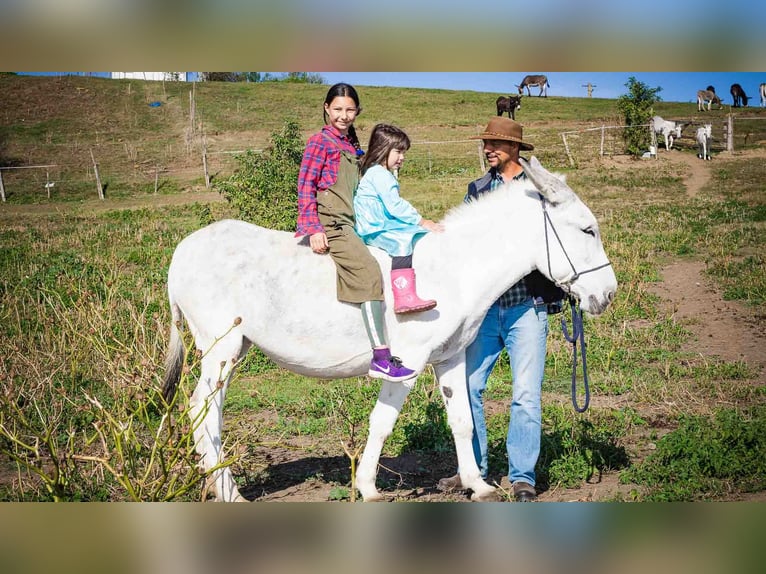 Osioł Klacz 10 lat 145 cm Jasnogniada in Sancraiu de Mureș