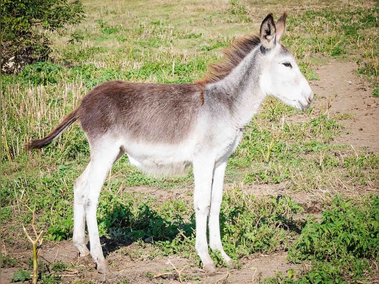 Osioł Klacz 10 lat 145 cm Jasnogniada in Sancraiu de Mureș