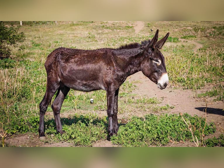 Osioł Klacz 10 lat 145 cm Jasnogniada in Sancraiu de Mureș