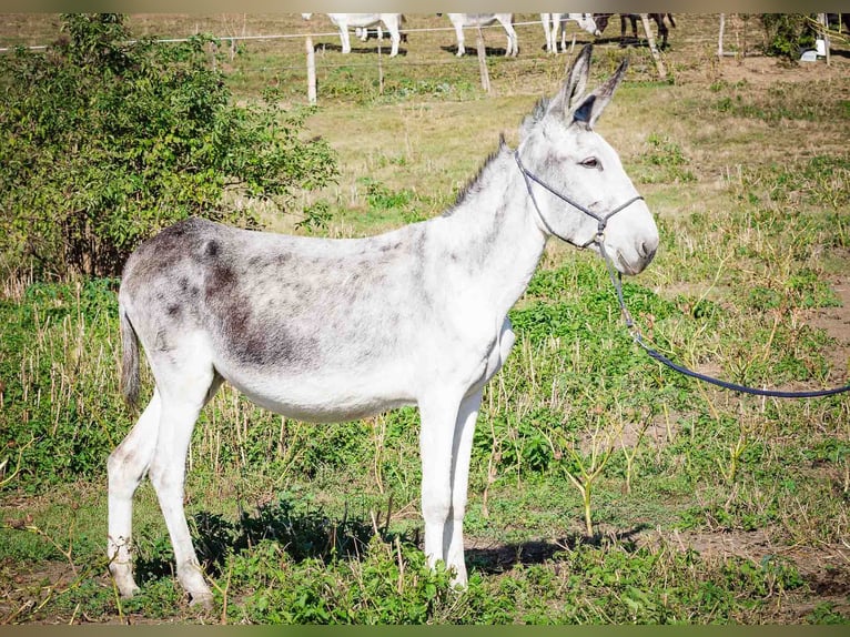 Osioł Klacz 10 lat 145 cm Jasnogniada in Sancraiu de Mureș