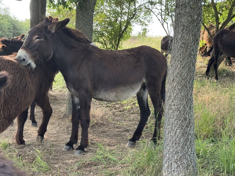 Osioł Klacz 14 lat 149 cm Ciemnogniada in Bornich