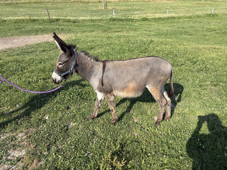 Osioł Klacz 1 Rok 105 cm Siwa in St Georgen bei grieskirchen