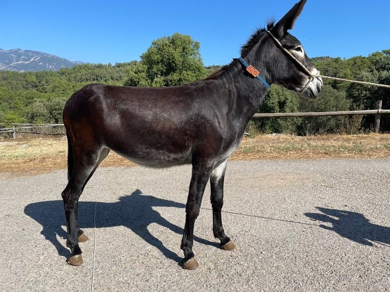 Osioł Klacz 4 lat 151 cm Kara in BERGA, BARCELONA