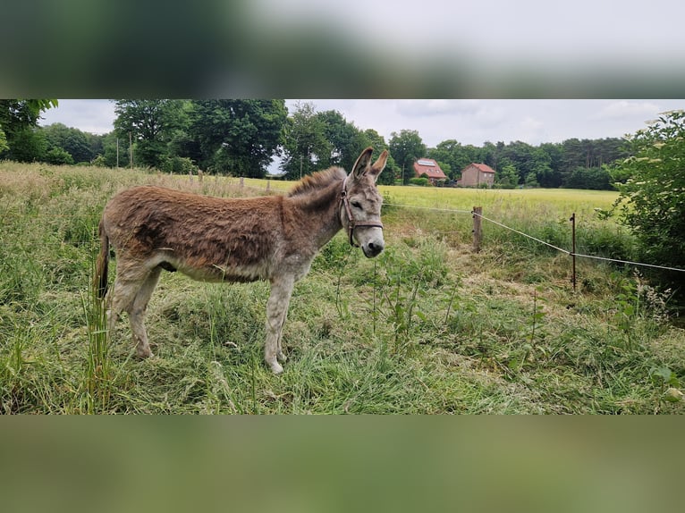 Osioł Klacz 5 lat 100 cm Gniada in Reken