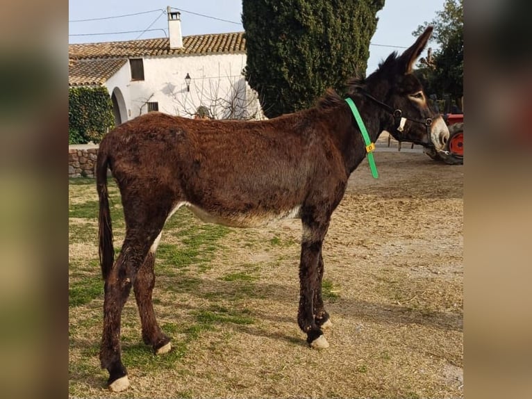 Osioł Klacz 5 lat 152 cm Kara in BERGA, BARCELONA