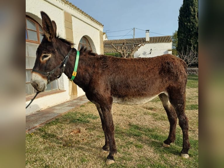 Osioł Klacz 5 lat 152 cm Kara in BERGA, BARCELONA