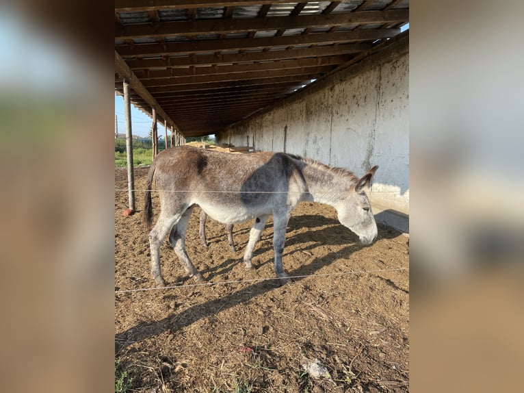 Osioł Klacz 6 lat 135 cm Jasnogniada in Sancraiu de Mureș
