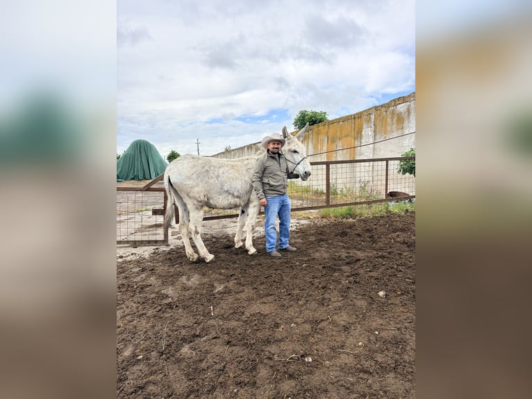 Osioł Klacz 6 lat 135 cm Jasnogniada in Sancraiu de Mureș