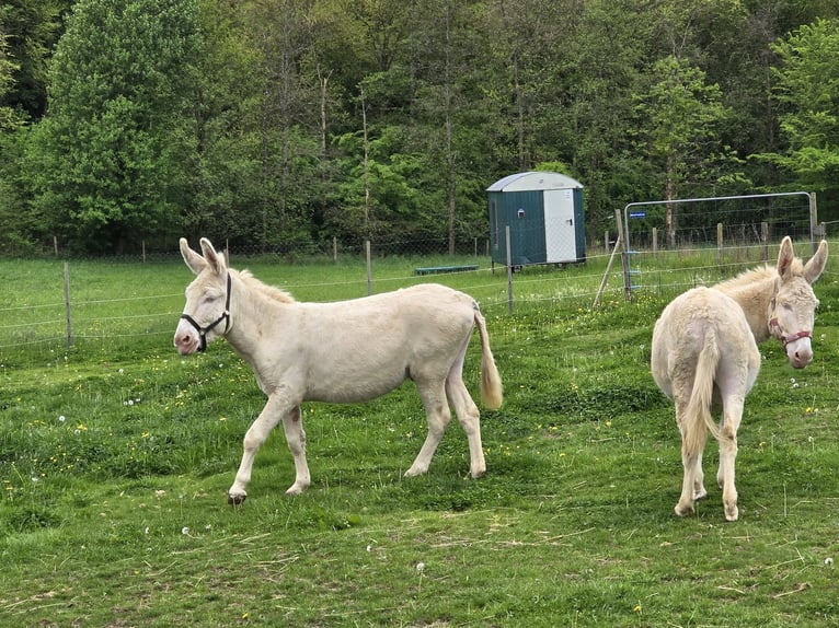 Osioł Klacz 7 lat 130 cm Cremello in Linkenbach