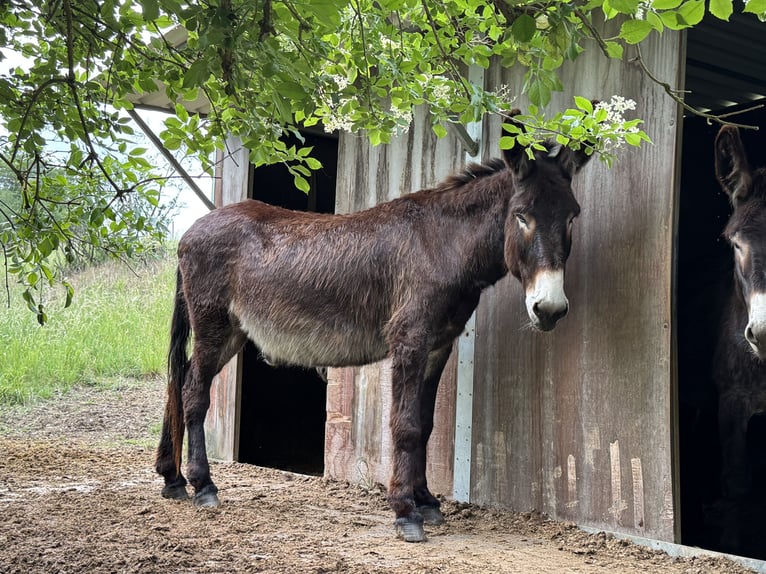 Osioł Klacz 8 lat 155 cm Ciemnogniada in Bornich