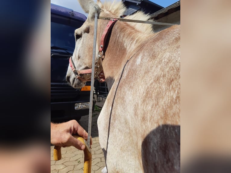 Osioł Ogier 11 lat 137 cm Kasztanowata in Euskirchen