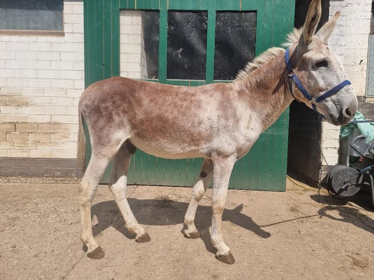 Osioł Ogier 11 lat 137 cm Kasztanowata in Euskirchen