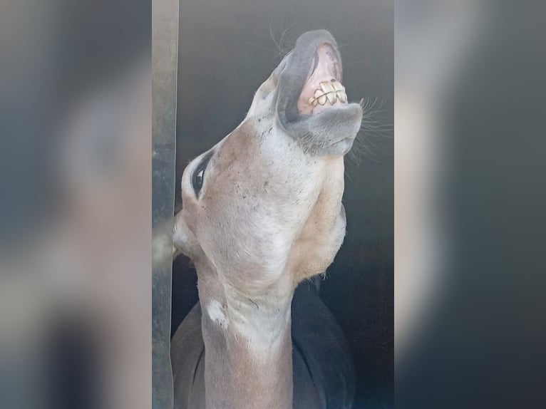 Osioł Ogier 3 lat 104 cm Srokata in S&#xFC;sel