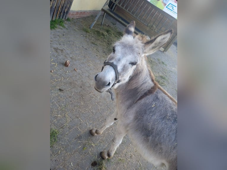 Osioł Ogier 4 lat 100 cm  in Greppin