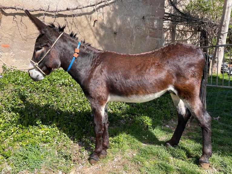 Osioł Ogier 4 lat 151 cm Kara in BERGA, BARCELONA
