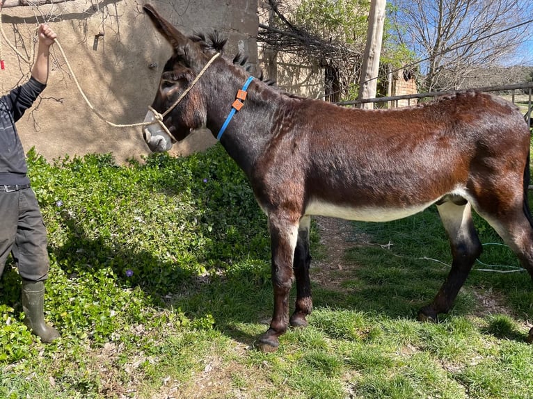 Osioł Ogier 4 lat 151 cm Kara in BERGA, BARCELONA