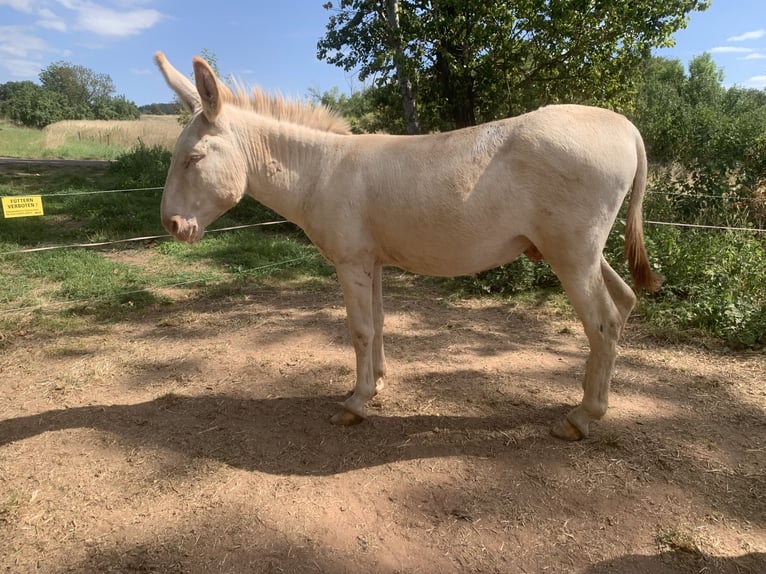 Osioł Mix Ogier 7 lat 120 cm Cremello in Wettin