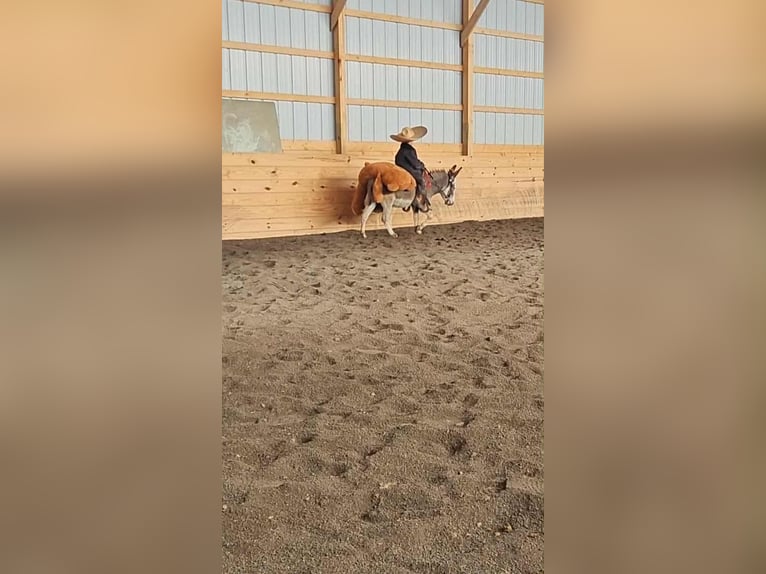 Osioł Ogier 7 lat 81 cm Siwa in Rebersburg