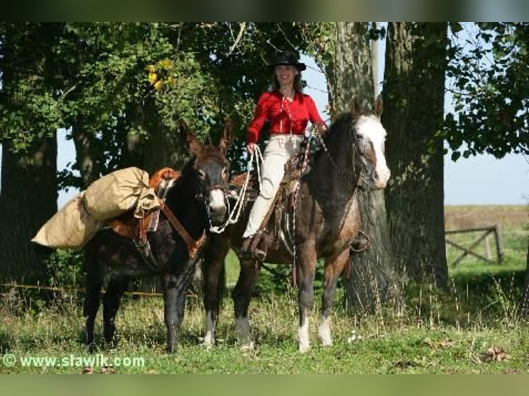 Osioł Ogier Ciemnogniada in Gießen