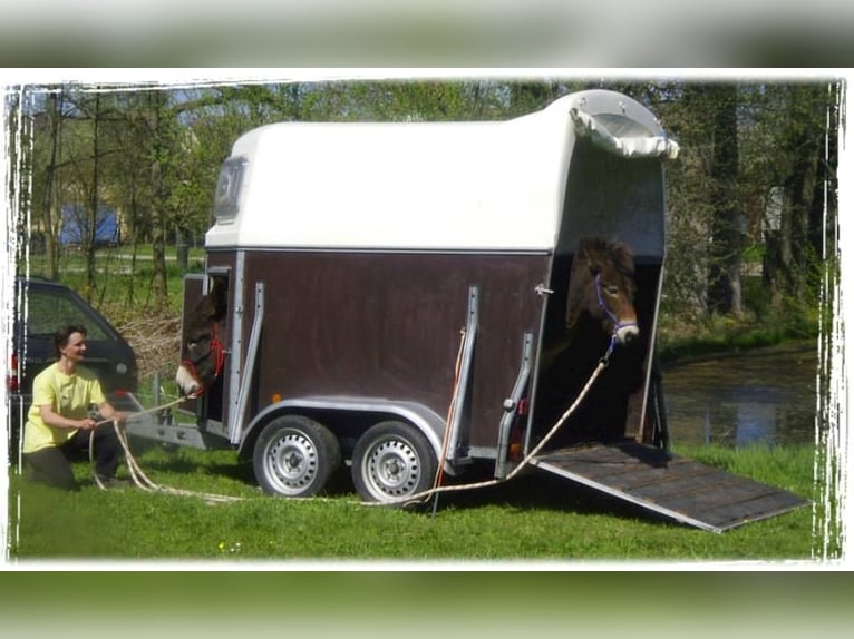 Osioł Ogier Ciemnogniada in Gießen