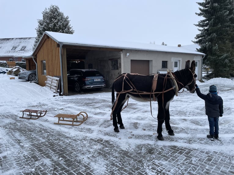 Osioł Ogier Kara in Reuterstadt Stavenhagen
