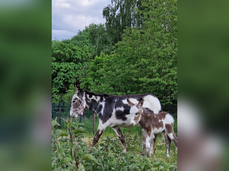Osioł Ogier Źrebak (05/2025) 105 cm Srokata in G&#xF6;rzke