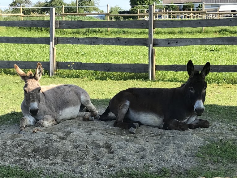Osioł Wałach 18 lat 105 cm Jasnogniada in Bad Saulgau