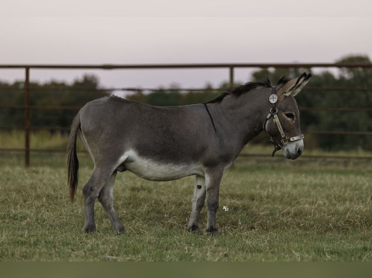 Osioł Wałach 5 lat 89 cm Siwa in Quitman