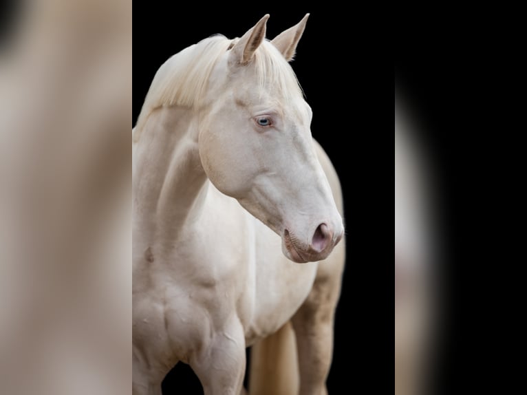 OSIRIS Inne konie gorącokrwiste Ogier Cremello in Hattingen