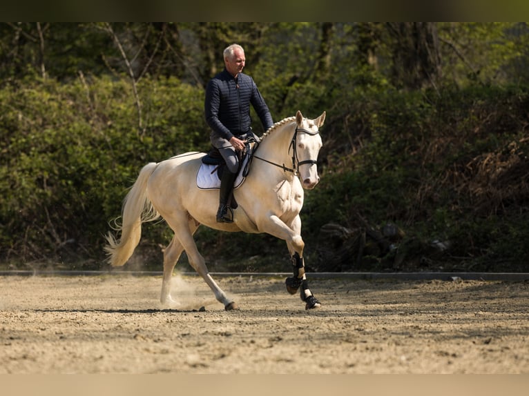 OSIRIS Plus de chevaux à sang chaud Étalon Cremello in Hattingen
