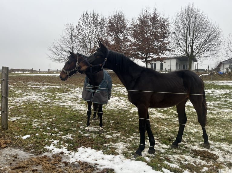 Ostbulgarisches Warmblut Wallach 2 Jahre 170 cm Schwarzbrauner in Suben