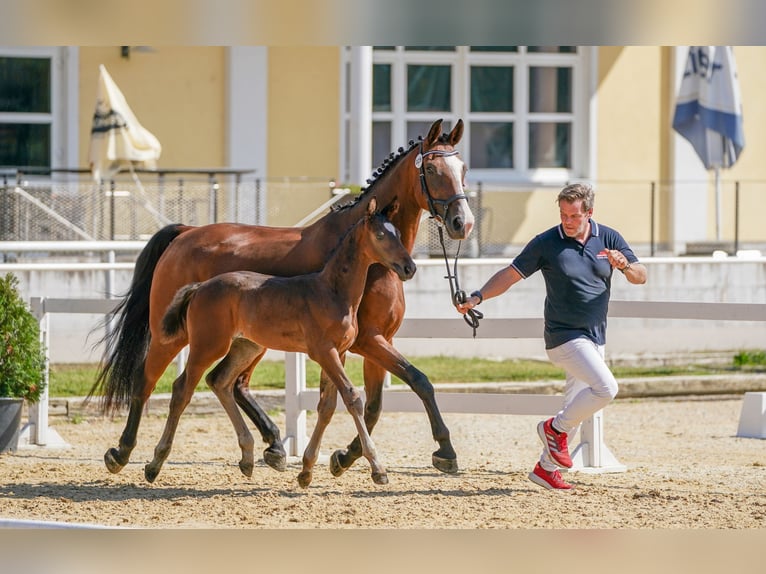 Ostbulgarisches Warmblut Wallach 2 Jahre 175 cm Schwarzbrauner in Suben