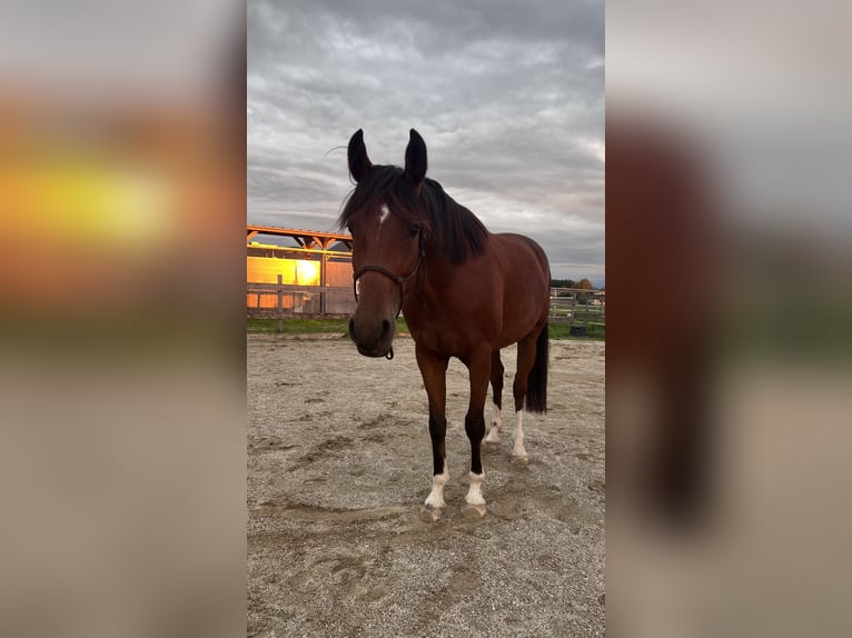Ostbulgarisches Warmblut Wallach 4 Jahre 162 cm Brauner in Bergheim