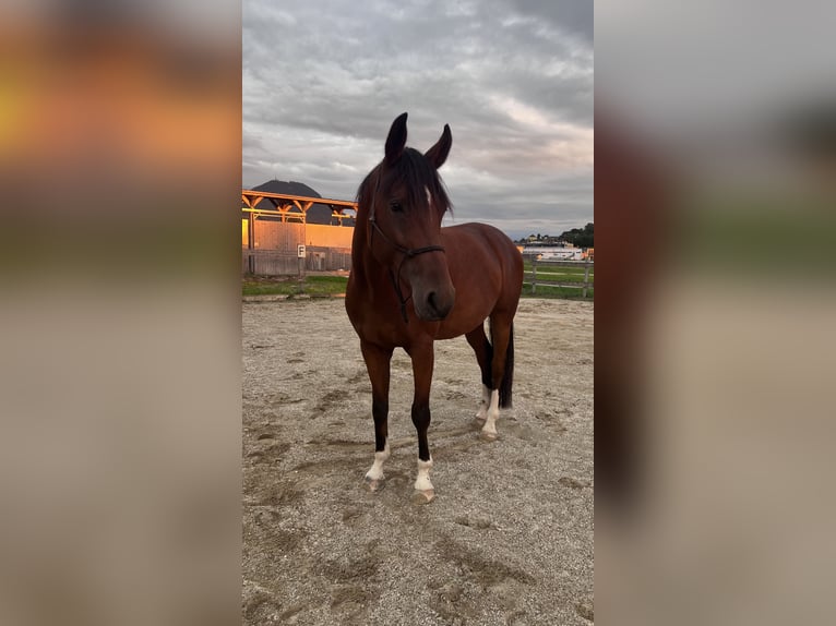 Ostbulgarisches Warmblut Wallach 4 Jahre 162 cm Brauner in Bergheim