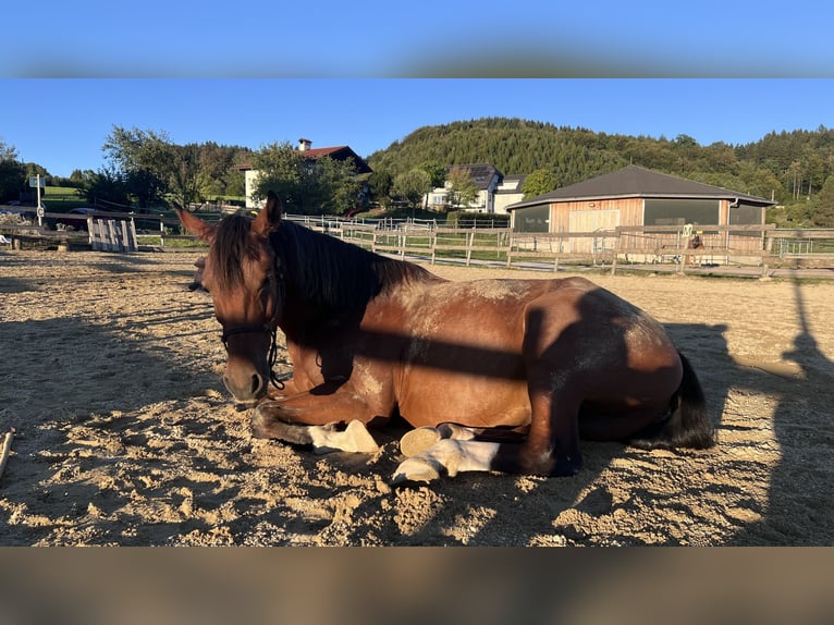 Ostbulgarisches Warmblut Wallach 4 Jahre 162 cm Brauner in Bergheim