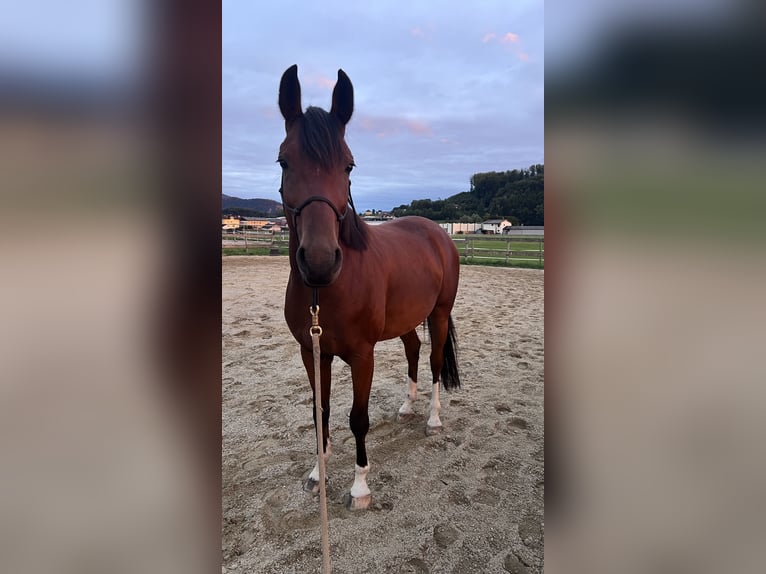 Ostbulgarisches Warmblut Wallach 4 Jahre 162 cm Brauner in Bergheim