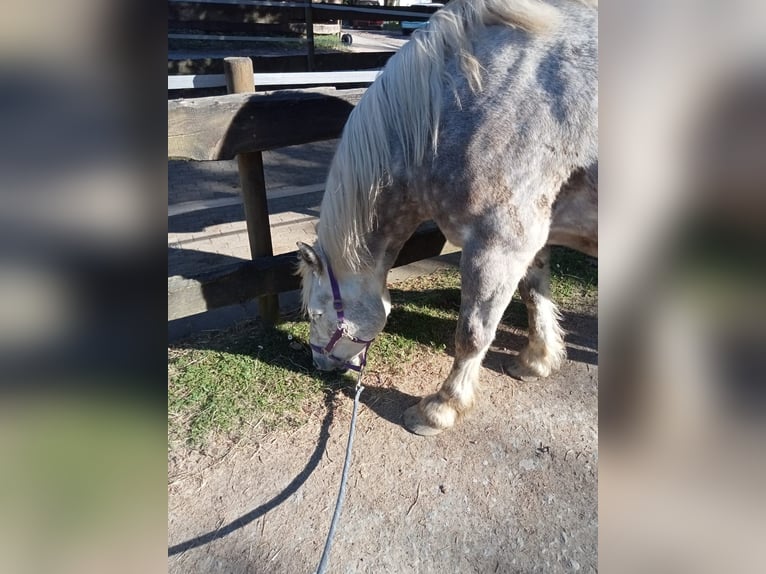 Ostbulgarisches Warmblut Wallach 7 Jahre 166 cm Apfelschimmel in Hattingen/Velbert